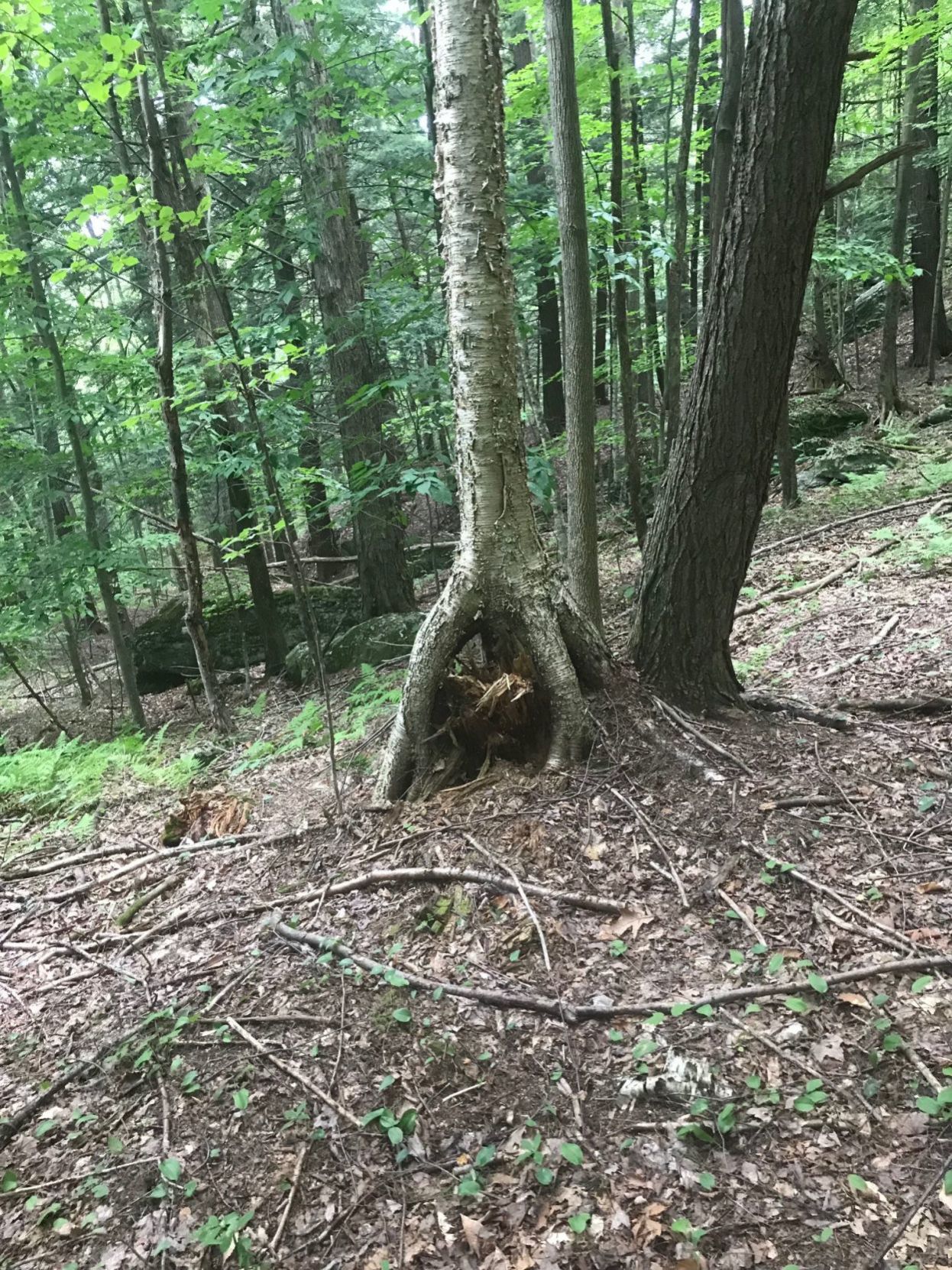 yellow birch